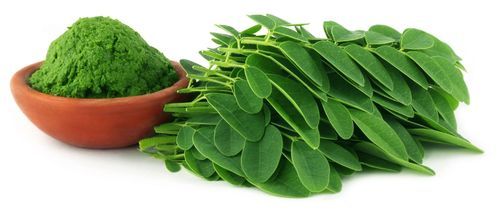 The healthy Moringa leaf.